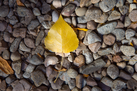 Autumn leaves on stone with sun lightの写真素材