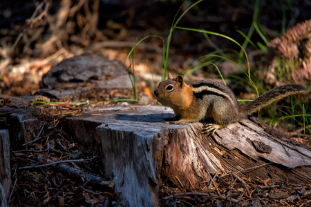 Closeup of a little chipmunk with a face full of foodの写真素材