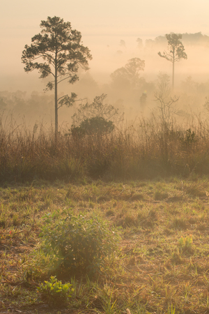 Beautiful forest landscape of foggy sunrise in Thung salaeng Luang National Park (Nong Mae na), Thailandの写真素材