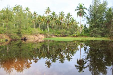 Reflection of coconut palm trees around the pondの写真素材