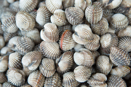 Fresh and delicious cockles for seafood background,  blood cockles in the market