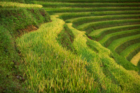 Small Bamboo Hut With Rice fields on terraced of Mu Cang Chai, YenBai, Vietnam. Rice fields prepare the harvest at Northwest Vietnamの写真素材