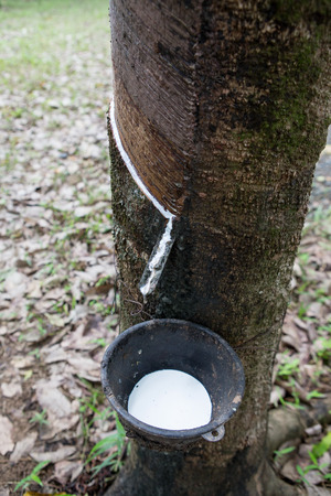 Tapping latex from a rubber tree,Phuket, Thailand.の写真素材