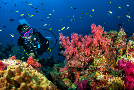 Young woman scuba diving on a beautiful soft coral reef in South Andaman, Thailandの写真素材