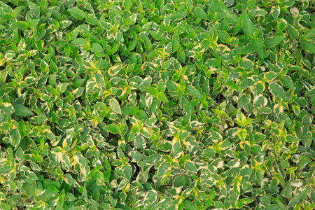 Natural green leaves wall background and texture