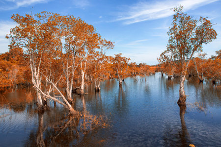 Melaleuca trees Wetland in Rayong Thailland in autumnの写真素材