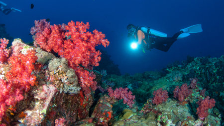 Young woman scuba diving on a beautiful soft coral reef in South Andaman, Thailandの写真素材