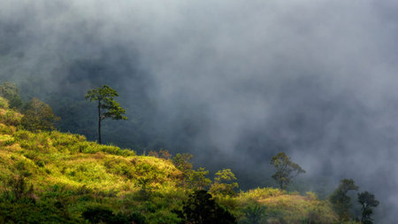 forest under the mist view from Phu Thap Boek, Lom Kao, Phetchabun Province, Thailand