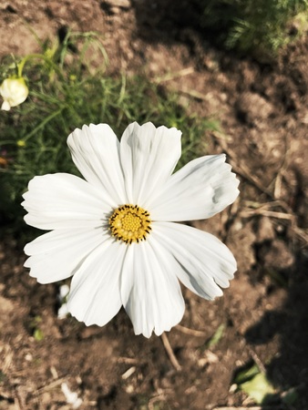 White Cosmosの写真素材
