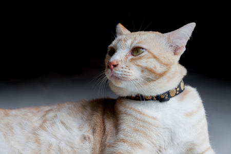 Thai catの写真素材