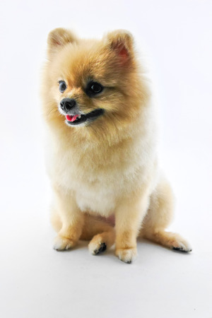 Cute pomeranian dog smiling over white backgroundの写真素材