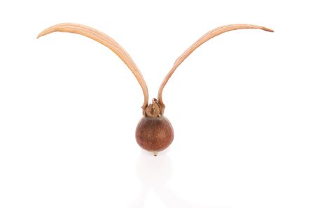 Dipterocarpus  Seeds on whiteの写真素材