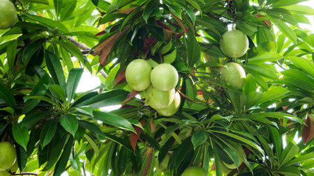 Cerbera odollam, Chiute, Chatthankai, Grey Milkwood, Sea Mango, Pong Pong Tree, Suicide tree