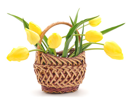 Yellow tulips in a basket on a white background.の写真素材