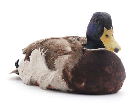 Large wild duck on a white background.の写真素材