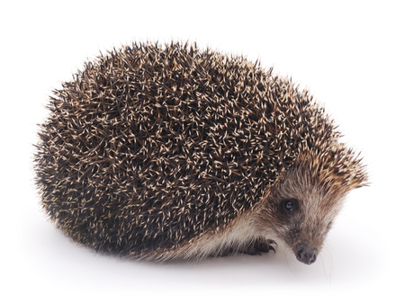 Prickly hedgehog isolated on a white background.の写真素材