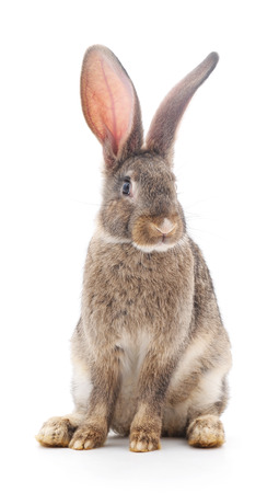 Brown baby rabbit on a white background.の写真素材