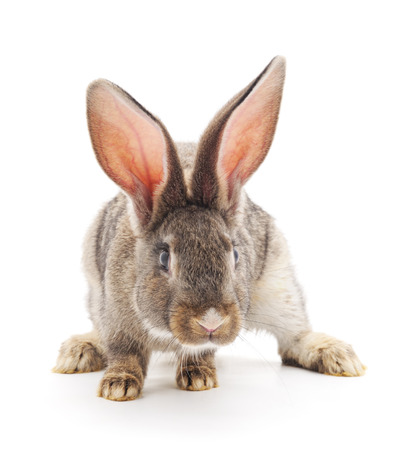 Brown rabbit isolated on a white background.の写真素材