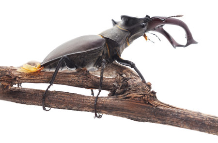 Stag-beetle on a branch on a white background.
