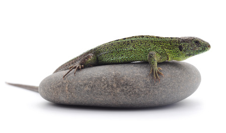 Green lizard on stone on a white background.の写真素材