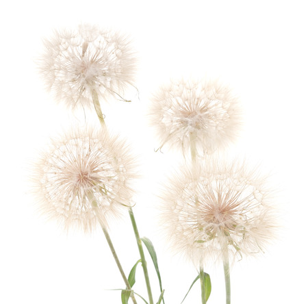 Large fluffy dandelion isolated on white background.の写真素材