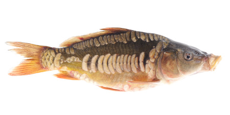 Fresh  fish isolated on a white background.の写真素材