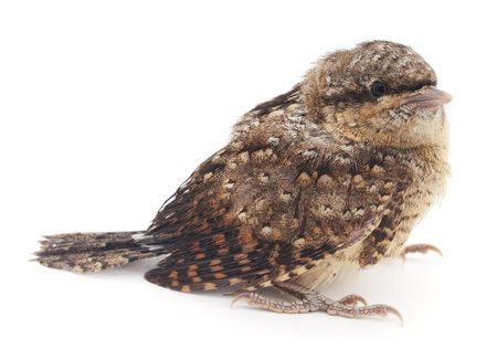 Young bird isolated on a white background.