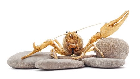 One crayfish isolated on a white background.の写真素材