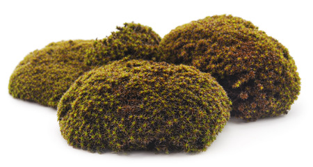 Green moss isolated on a white background.の写真素材