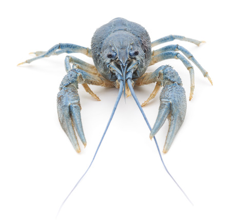 Blue crayfish isolated on a white background.の写真素材