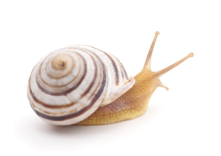 Little striped snail on a white background.の写真素材