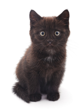 Black kitten isolated on a white background.の写真素材