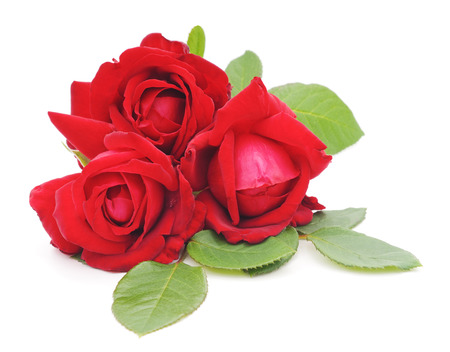 Red roses isolated on a white background.の写真素材