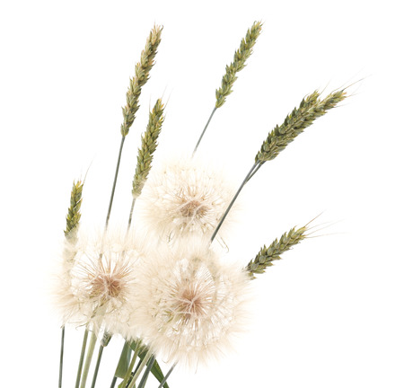 Dandelion and wheat isolated on white background.の写真素材