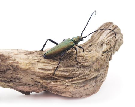 Beetle on a branch on a white background.の写真素材