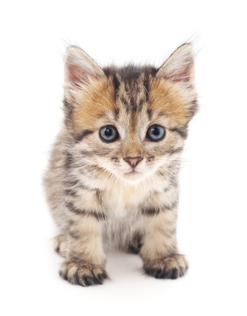 Gray kitten isolated on a white background.の写真素材
