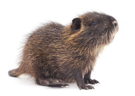 Baby nutria isolated on a white background.の写真素材