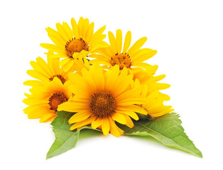 Yellow daisies isolated on a white background.の写真素材
