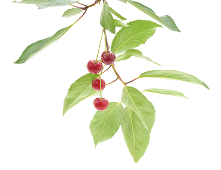 Cherries on a branch on a white background.の写真素材