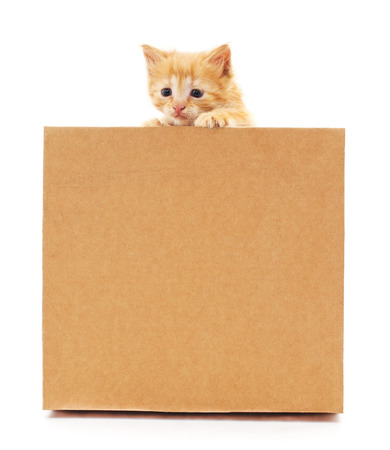 Brown kitten and cardboard on a white background.の写真素材