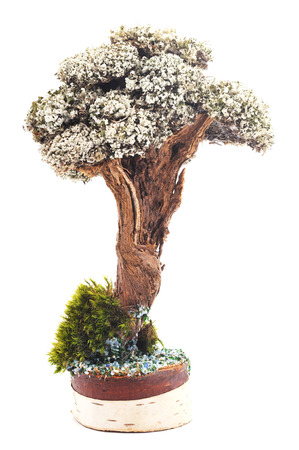 Green moss on the bark on a white background.の写真素材