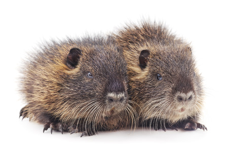Baby nutria isolated on a white background.の写真素材