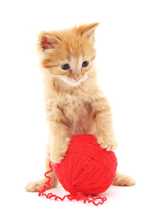 Brown kitten with a ball isolated on a white background.の写真素材