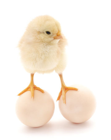 Chicken and eggs isolated on a white background.の写真素材