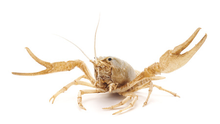 White crayfish isolated on a white background.の写真素材
