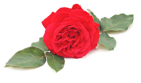Red roses isolated on a white background.の写真素材