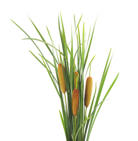 Bunch of green cane isolated on white background.の写真素材