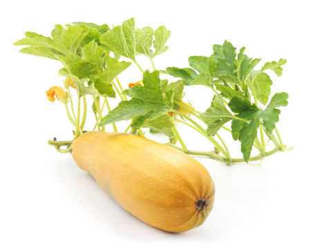Zucchini with leaves isolated on a white background.の写真素材