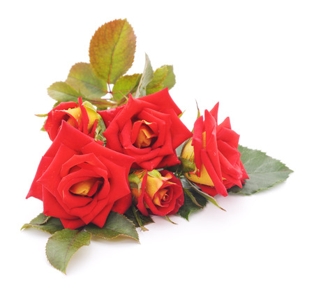 Red roses isolated on a white background.の写真素材
