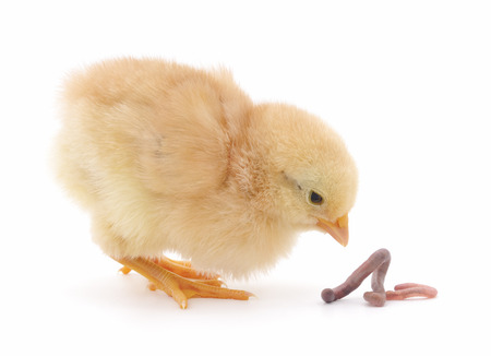 Little chicken with worm on a white background.の写真素材